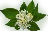 muguet 1er mai